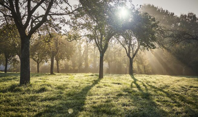 Obstbaumwiese, Calvados